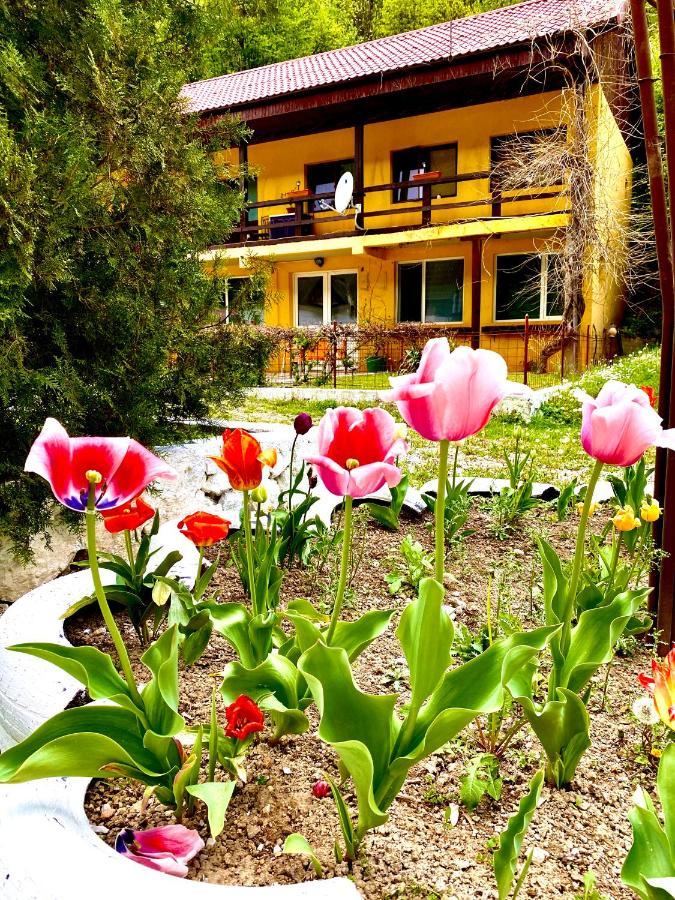 Bed and Breakfast House In The Woods Resita Exterior foto